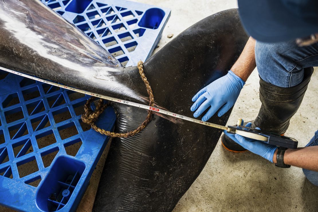 Kane Fleury of the Tūhura Otago Museum measures the tail of a male spade-toothed whale before a necropsy at the Invermay Agricultural Centre, Mosgiel, near Dunedin, New Zealand, on December 2, 2024.