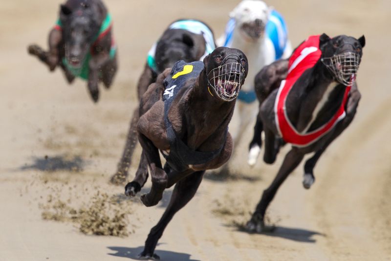 Corridas de galgos estão se tornando cada vez mais raras em todo o mundo. Agora, a Nova Zelândia pla