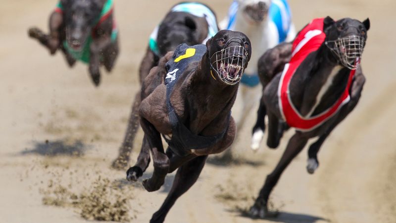 New Zealand plans to ban greyhound racing as practice grows increasingly rare worldwide