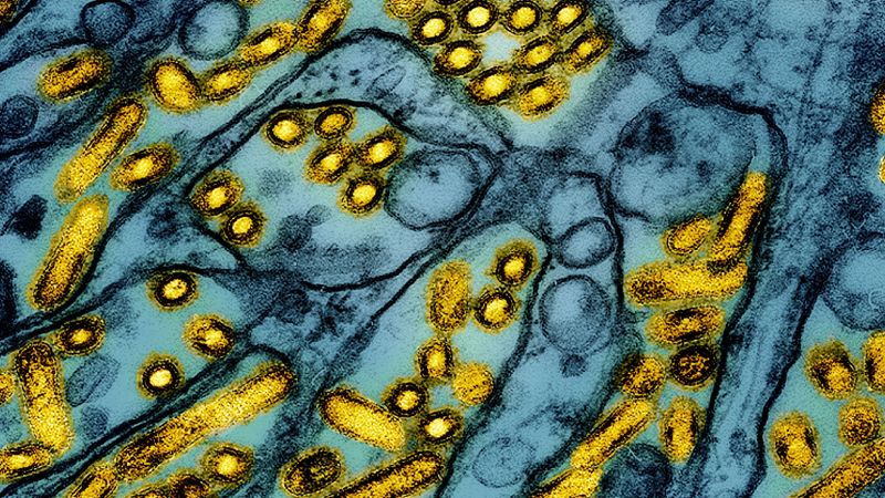 Virus in Louisiana chicken flu affected person exhibits mutations that might improve transmissibility to people, CDC evaluation finds