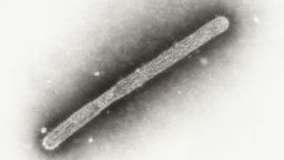FILE - This 2005 electron microscope image shows an avian influenza A H5N1 virion. (Cynthia Goldsmith, Jackie Katz/CDC via AP, File)