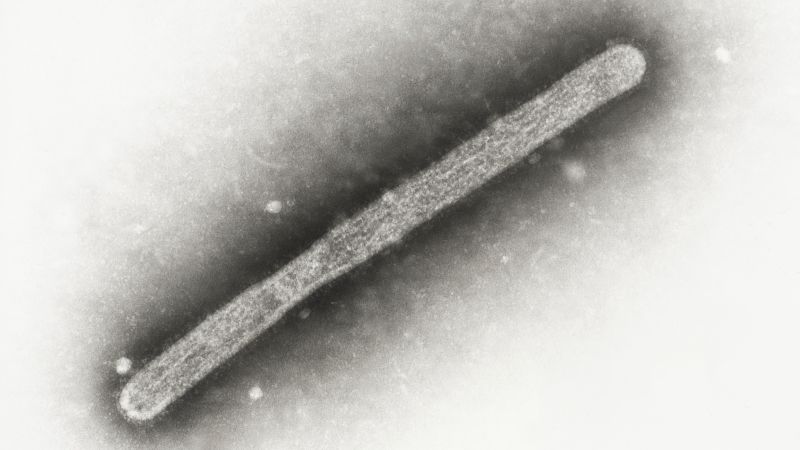 America’s first bird flu death reported in Louisiana