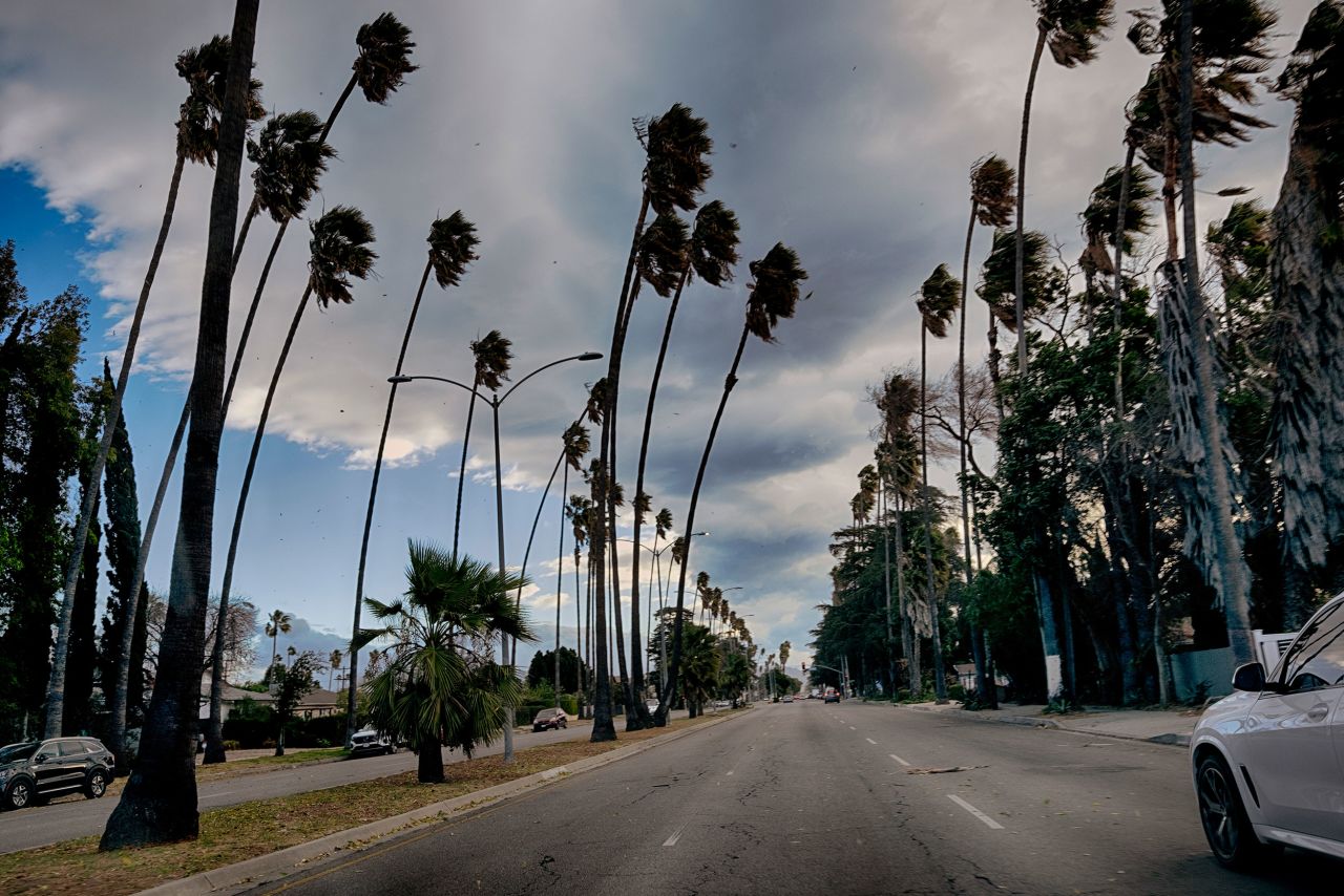 Palm trees sway during extreme gusty winds in Los Angeles on Tuesday.