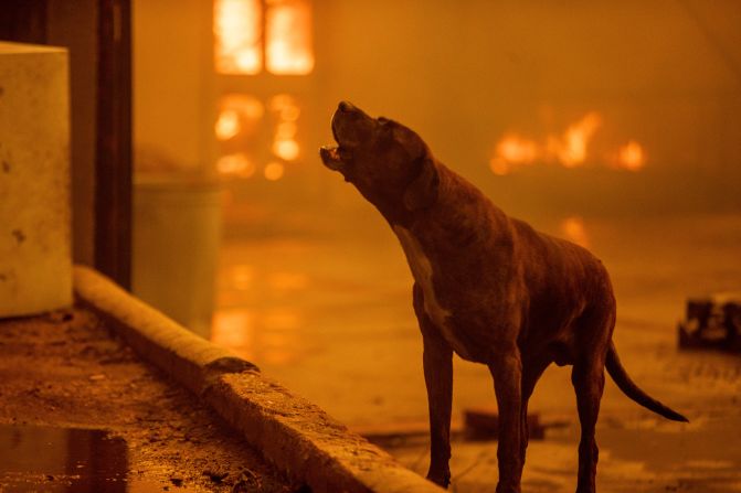 A dog barks as the Eaton Fire destroys part of Altadena.