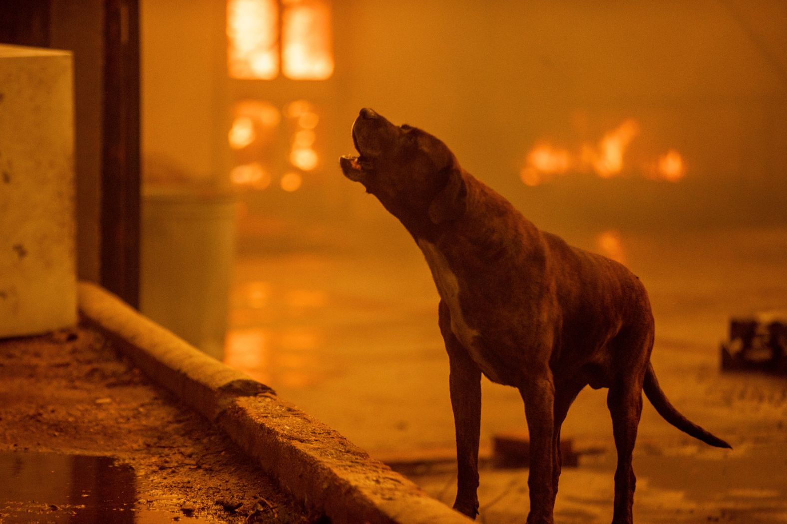 A dog barks as the Eaton Fire destroys a neighborhood in Altadena.