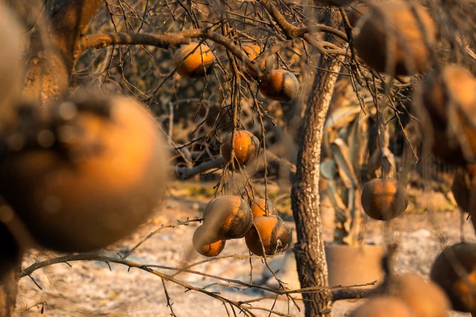 Citrus fruit is burnt in Altadena.