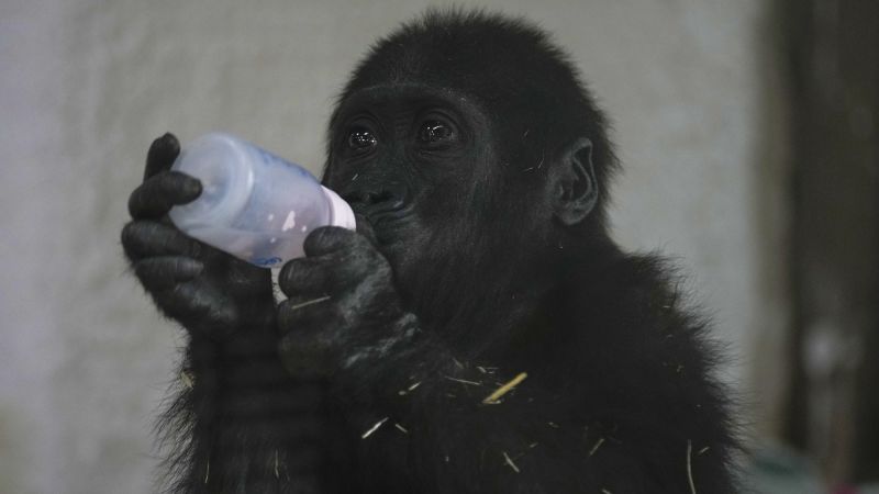 Baby gorilla rescued from cargo hold of Turkish Airlines plane