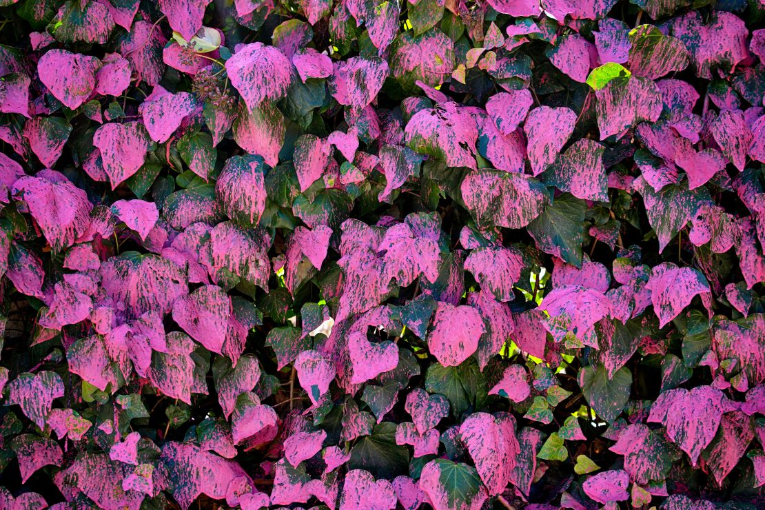 Fire retardant covers an ivy fence in Mandeville Canyon on Monday.