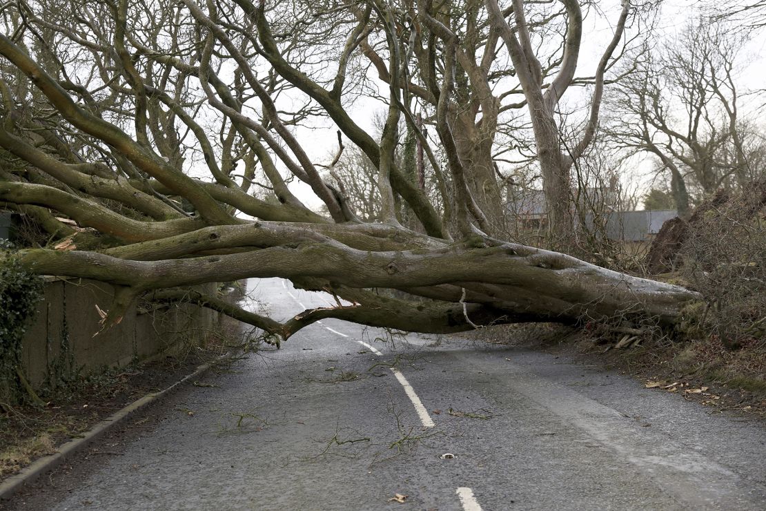 A fallen tree blocks a road near Belfast, Northern Ireland, on Friday.