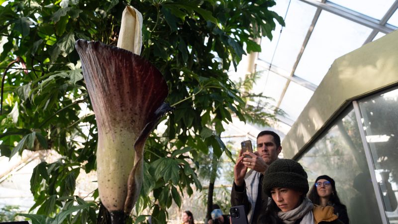 Visitors flock to New York botanic garden for a whiff of a flower that smells like a rotting corpse