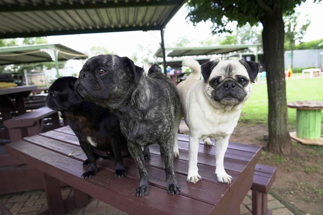 Rescued pug pose for a photograph in the home of Cheryl Gaw in Johannesburg, South Africa, Tuesday, Jan. 14, 2025.