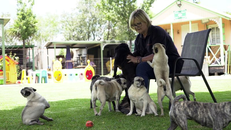 Pug life: A South African woman has rescued more than 2,500 of the lovable ‘clowns of the dog world’