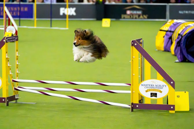 A dog participates in the Master's Agility Championship on Saturday.