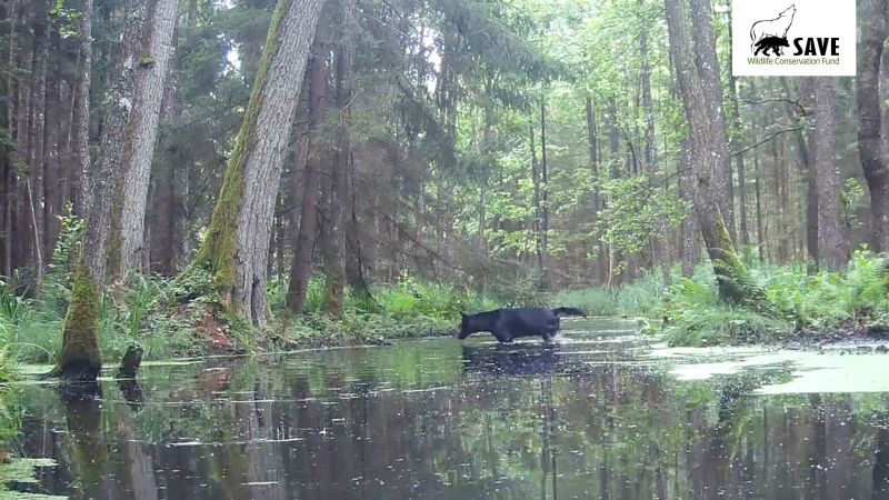 Rare black wolves caught on camera in Polish forest by wildlife researchers