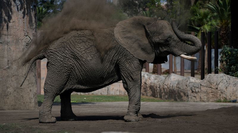 Mexico’s Supreme Court orders zoo to improve conditions for Ely the elephant