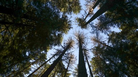 Sun shines through Douglas fir trees in the Willamette National Forest in Oregon, on October 27, 2023.