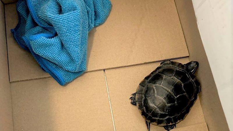 Man found with a live turtle concealed in his pants at a New Jersey airport