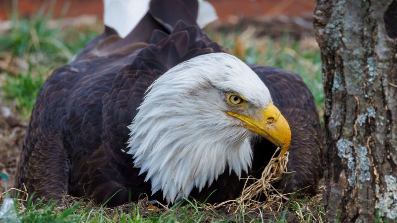 Вижте всички теми Връзка копирана Следвайте Мърфи плешив орел който