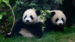 Giant panda twin cubs, "Elder Sister" and "Little Brother," play in the Hong Kong Ocean Park in Hong Kong, China, on March 26, 2025.
