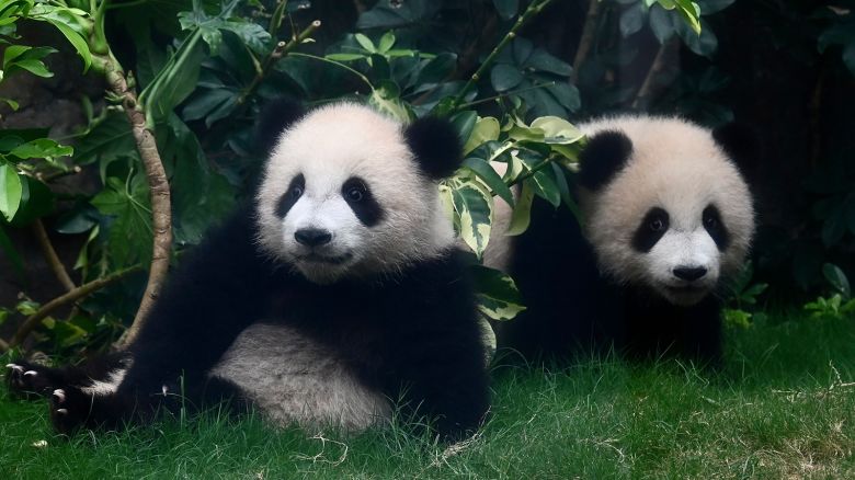 Giant panda twin cubs, "Elder Sister" and "Little Brother," play in the Hong Kong Ocean Park in Hong Kong, China, on March 26, 2025.