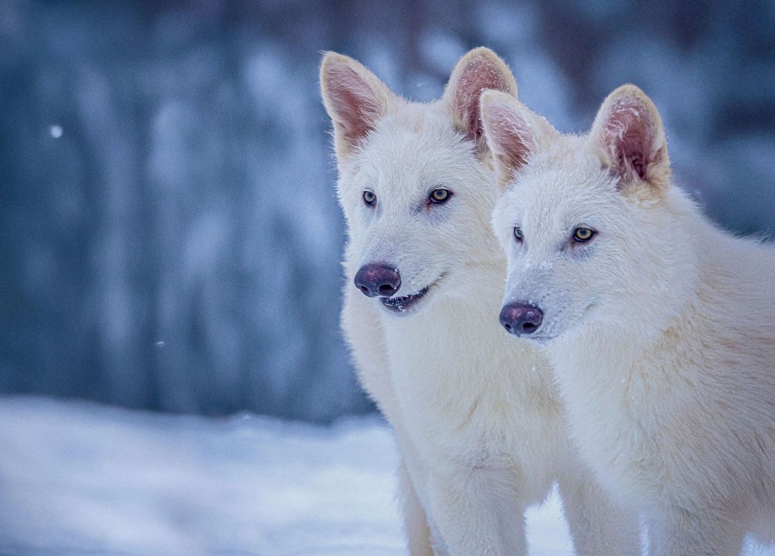 Two of Colossal’s dire wolf pups at age three months
