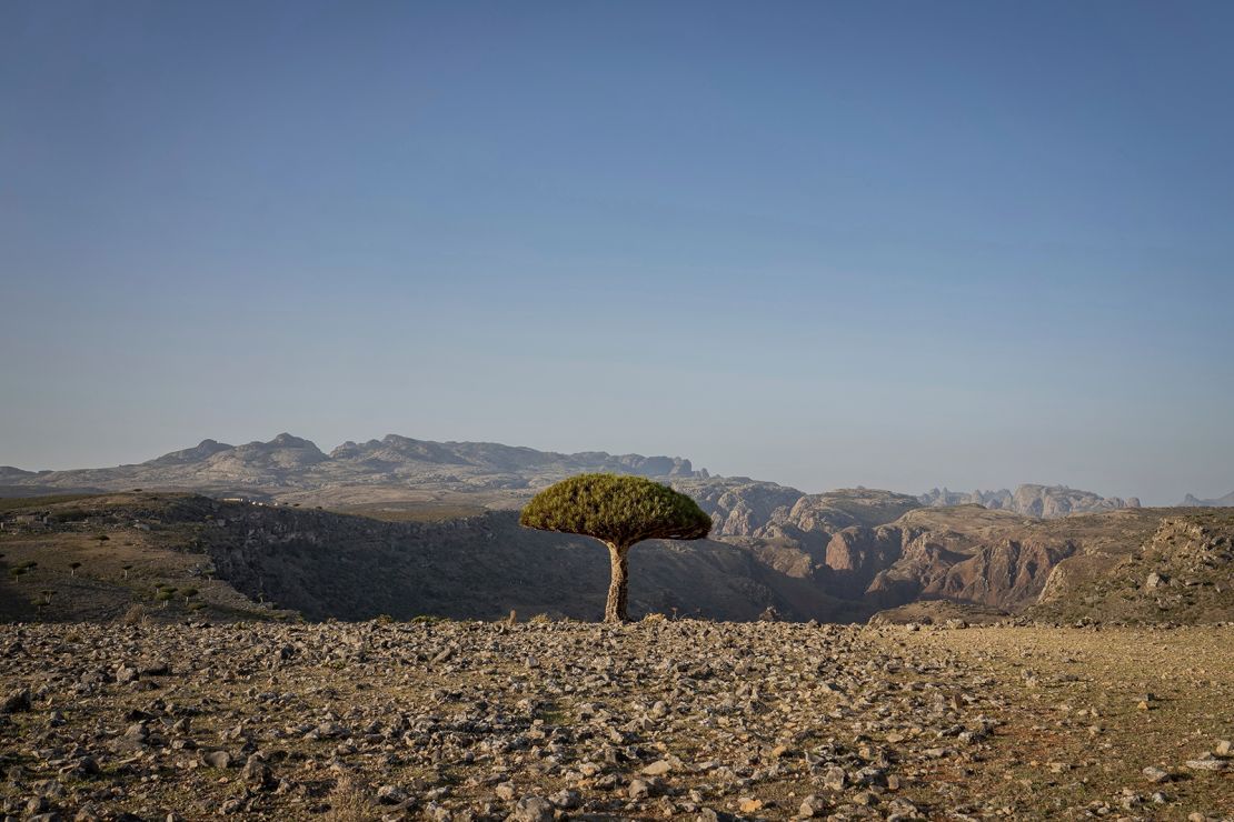 A dragon blood's tree sits above a canyon on the Yemeni island of Socotra on September 18, 2024.