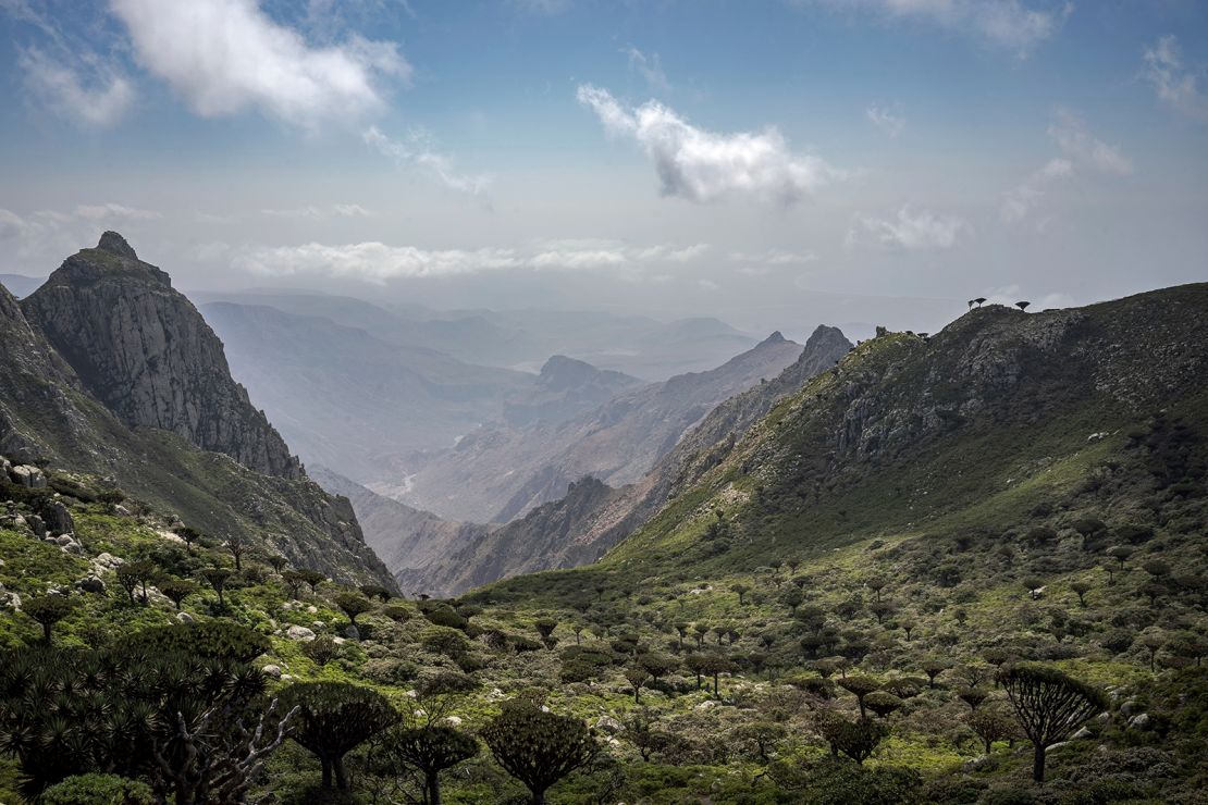 Dragon's blood trees are seen from the highest peak on the Yemeni island of Socotra, on September 19, 2024.
