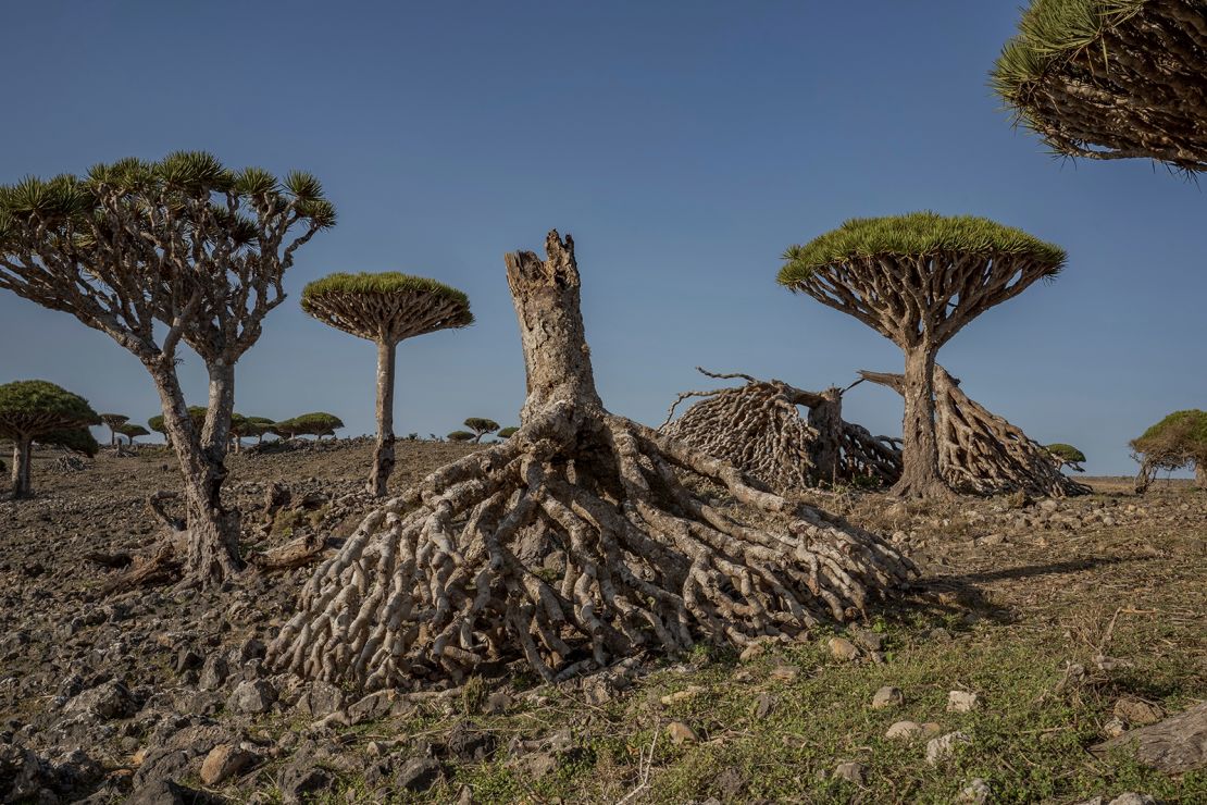 Toppled dragon's blood trees are strewn on the ground on the Yemeni island of Socotra on September 18, 2024.