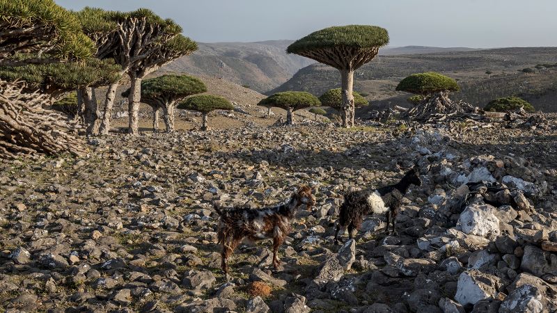 These dragon’s blood trees exist only in Socotra, Yemen. Now climate change and goats threaten their survival