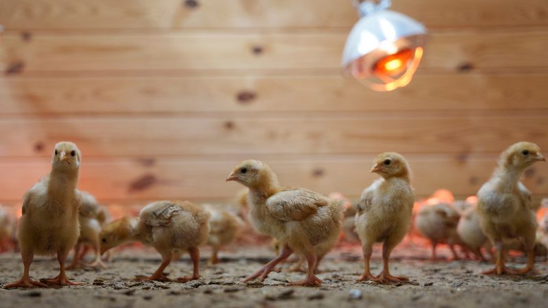 A shipment of thousands of chicks was abandoned in a USPS truck for days. Now a Delaware animal shelter is struggling to care for them