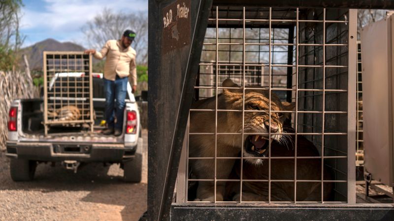 Even hippos, elephants and monkeys are fleeing bloody gang violence in Mexico’s Sinaloa province