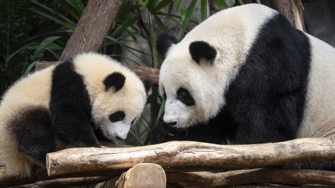 Giant panda Ying Ying, right, and her daughter Jia Jia are seen at their enclosure in Ocean Park in Hong Kong, Tuesday, May 27, 2025. (AP Photo/Chan Long Hei)