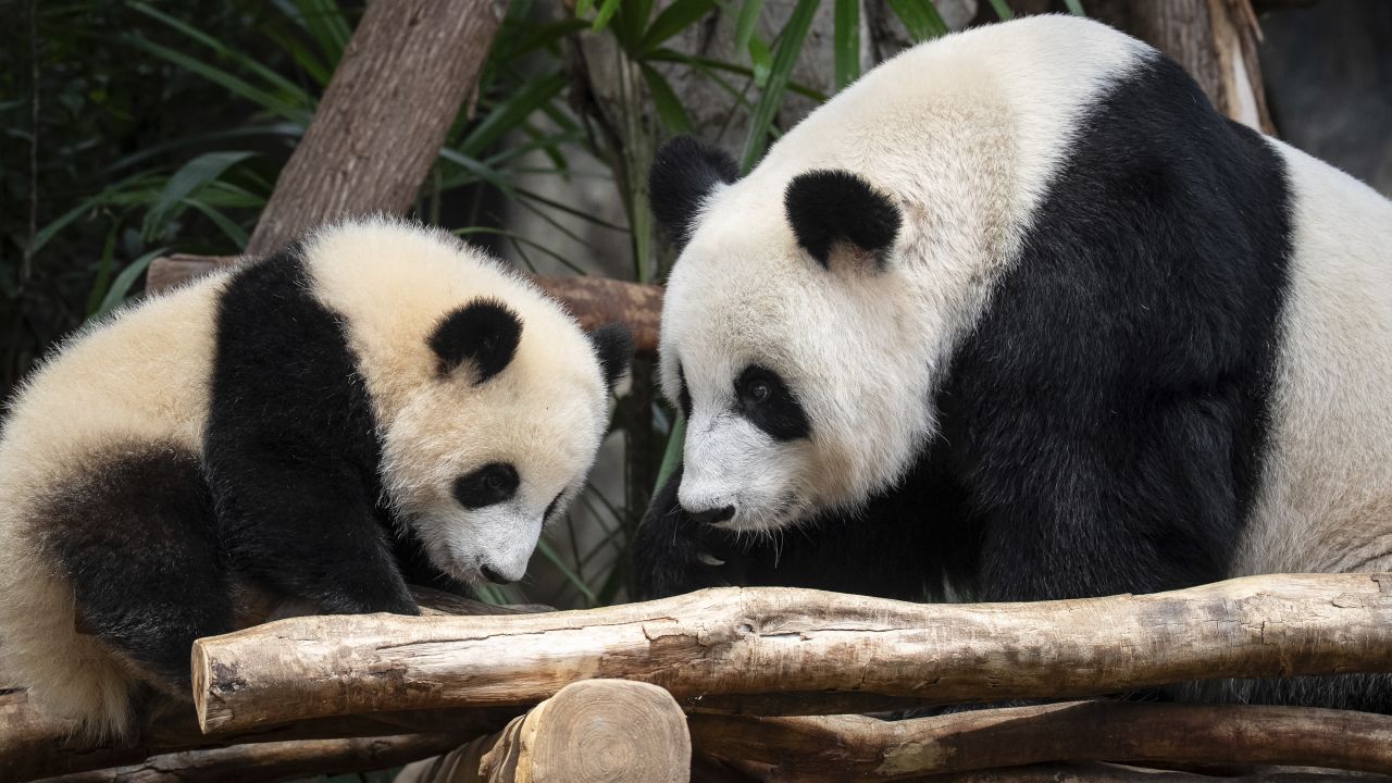 Giant panda Ying Ying, right, and her daughter Jia Jia are seen at their enclosure in Ocean Park in Hong Kong, Tuesday, May 27, 2025. (AP Photo/Chan Long Hei)