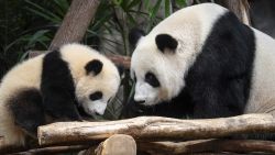 Giant panda Ying Ying, right, and her daughter Jia Jia are seen at their enclosure in Ocean Park in Hong Kong, Tuesday, May 27, 2025. (AP Photo/Chan Long Hei)
