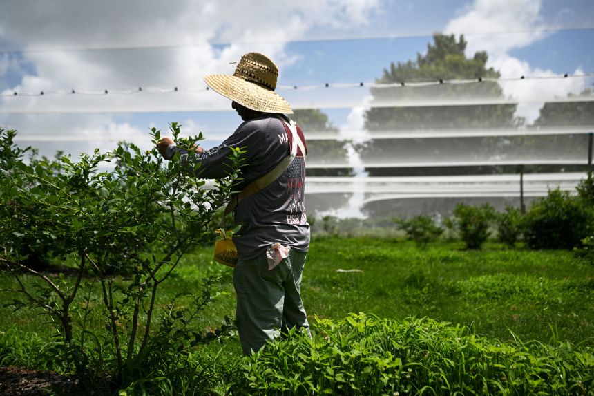 Felix Gutierrez picks blueberries at Stepping Stone Farms on Monday in Bourbon County, Kentucky.