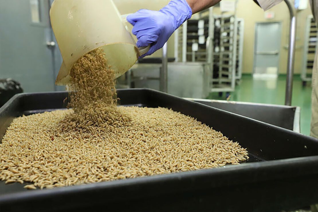 A worker drops New World screwworm fly larvae into a tray at a facility that breeds sterile flies in Pacora, Panama.