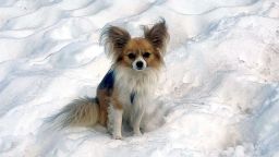In this photo provided by Air Zermatt, a rescue, training and transport company, a Chihuahua dog sits on snow in Zermatt, Switzerland, on Friday, July 4, 2025.