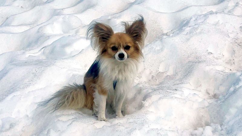 He fell into a crevasse. Then his Chihuahua saved the day