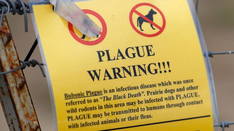 Northern Arizona resident dies from plague | CNN