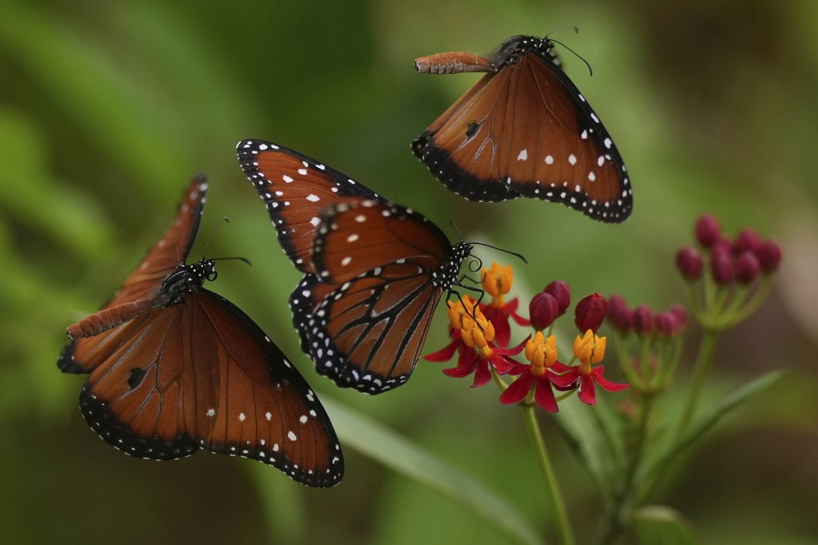 Butterflies gather around flowers along San Antonio’s Riverwalk on Friday, July 18.