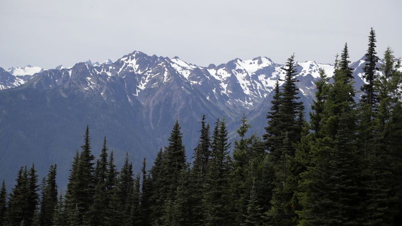Mountain lion bites 4-year-old on popular Olympic National Park trail, injuring child