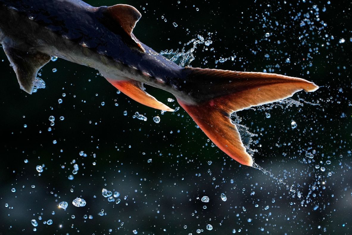 A sturgeon leaps out of the water in Augusta, Maine, on Wednesday, July 23.