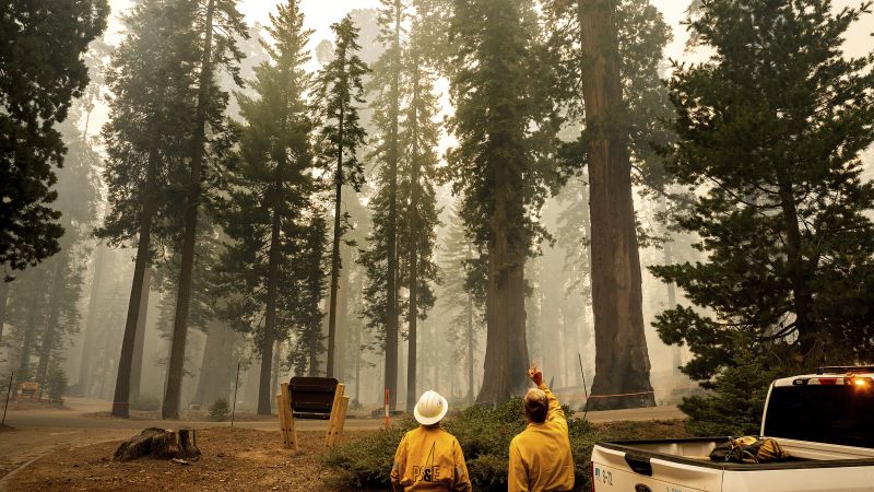 Grove of giant sequoia trees burns in California’s Sierra National Forest
