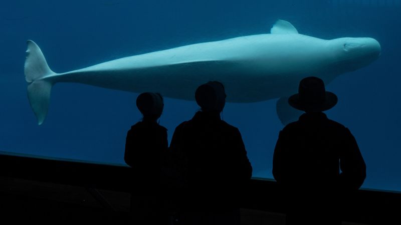 Canada denies Marineland’s request to export its remaining beluga whales to China Canada denies Marineland’s request to export its remaining beluga whales to China
