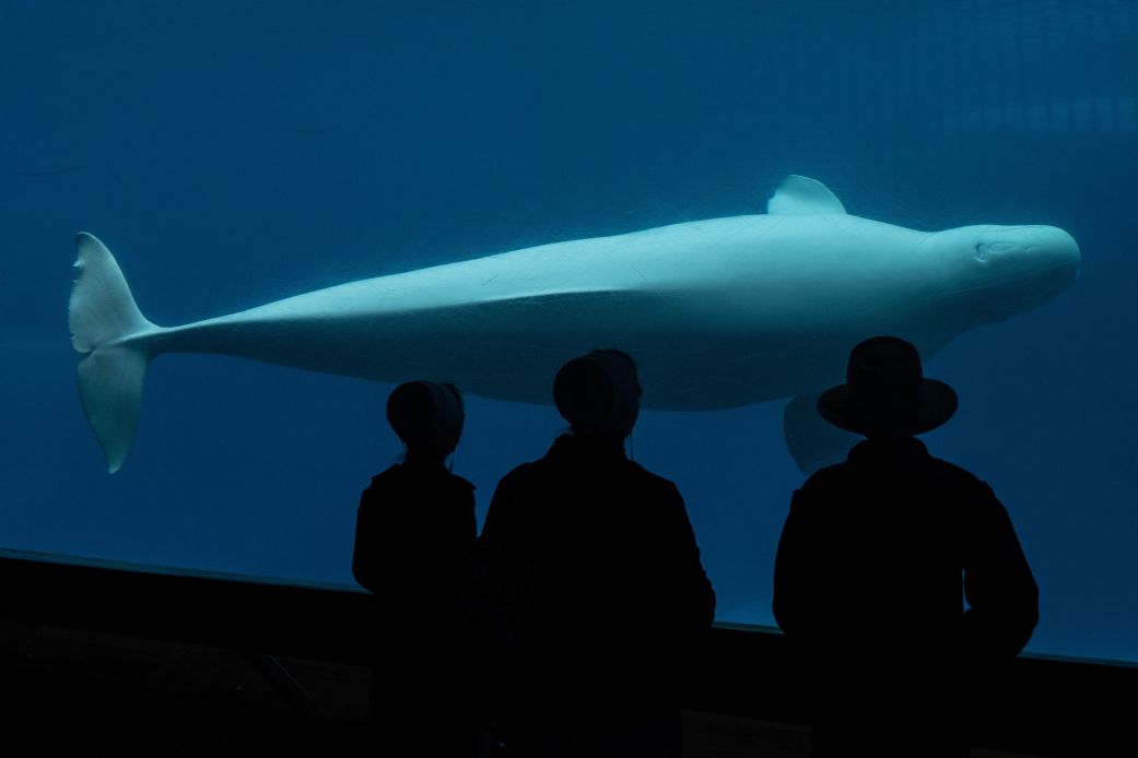 Visitors watch as a beluga whale swims in a tank at Marineland amusement park in Niagara Falls, Ontario, Canada, on June 9, 2023.