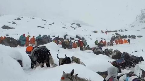 Villagers with oxen and horses during rescue efforts to reach hundreds of hikers trapped by heavy snow at tourist campsites on a slope of Mount Everest in Tibet on October 5, 2025.