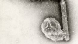 FILE - This undated electron microscopic image provided by the Centers for Disease Control and Prevention shows two Influenza A (H5N1) virions, a type of bird flu virus. (Cynthia Goldsmith, Jackie Katz/CDC via AP, File)