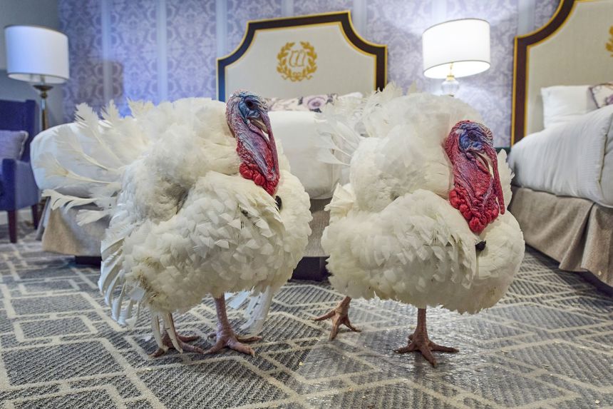 Turkeys Waddle and Gobble enjoy their hotel room at the Willard InterContinental Hotel, in Washington.