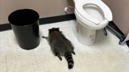 A drunk raccoon is seen passed out in a liquor store bathroom in Ashland, Va.