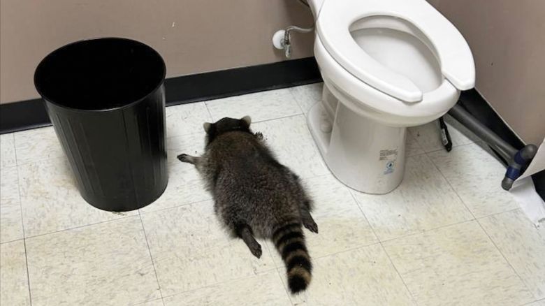 A drunk raccoon is seen passed out in a liquor store bathroom in Ashland, Va.